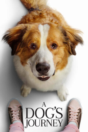 Sinemaku21 – Poster film A Dog's Journey (2019), film keluarga emosional tentang seekor anjing yang bereinkarnasi demi menjaga gadis yang ia cintai seumur hidup.