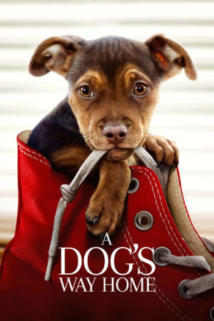 Sinemaku21 – Poster film A Dog's Way Home (2019), film keluarga menyentuh tentang anjing setia yang menempuh perjalanan jauh demi kembali ke rumah tuannya.